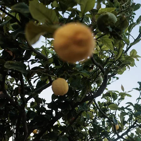 Evdokia - Luxury Olive Yard With Aegean View